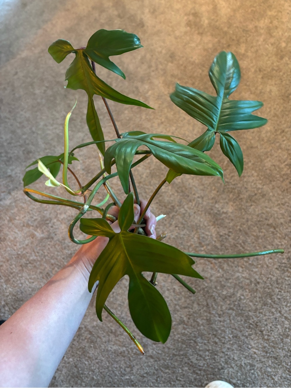 Florida Philodendron Cuttings